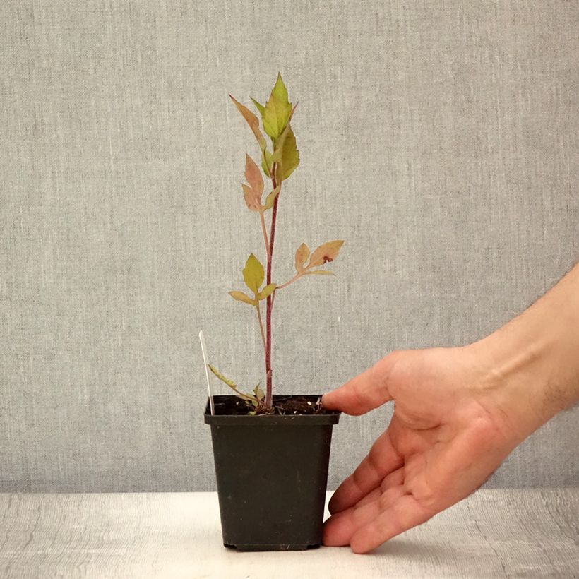 Esemplare di Rudbeckia triloba Prairie Glow Vasetto da 8/9 cm consegnato in estate