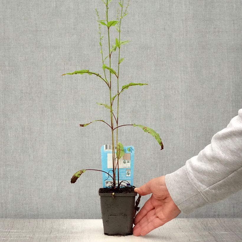 Esemplare di Rumex sauvignea - Romice acquatico Vasetto da 8/9 cm consegnato in estate