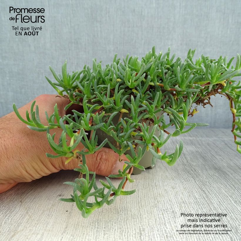 Esemplare di Ruschia prostrata Vasetto da 8/9 cm consegnato in estate