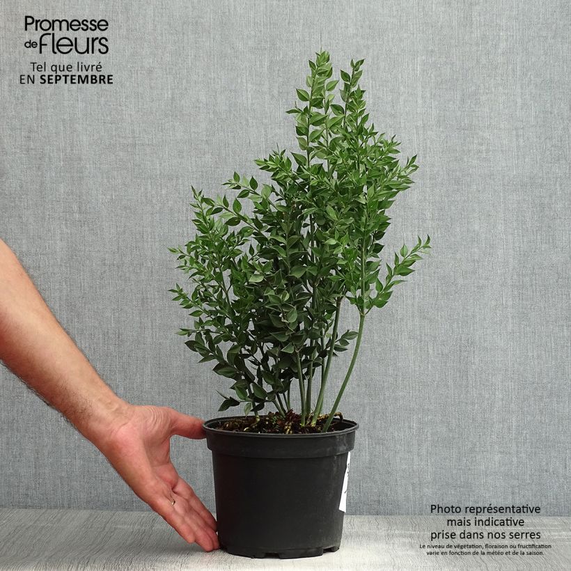 Esemplare di Ruscus aculeatus - Ruscolo pungitopo Vaso da 2L/3L consegnato in estate