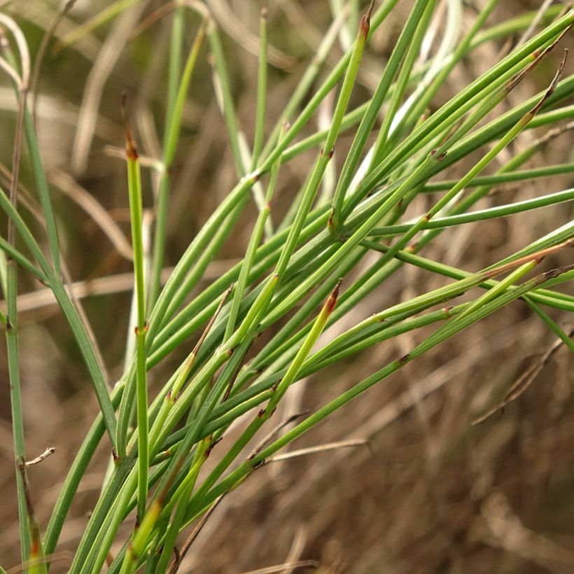 Russelia equisetiformis - Russelia equisetiforme (Fogliame)