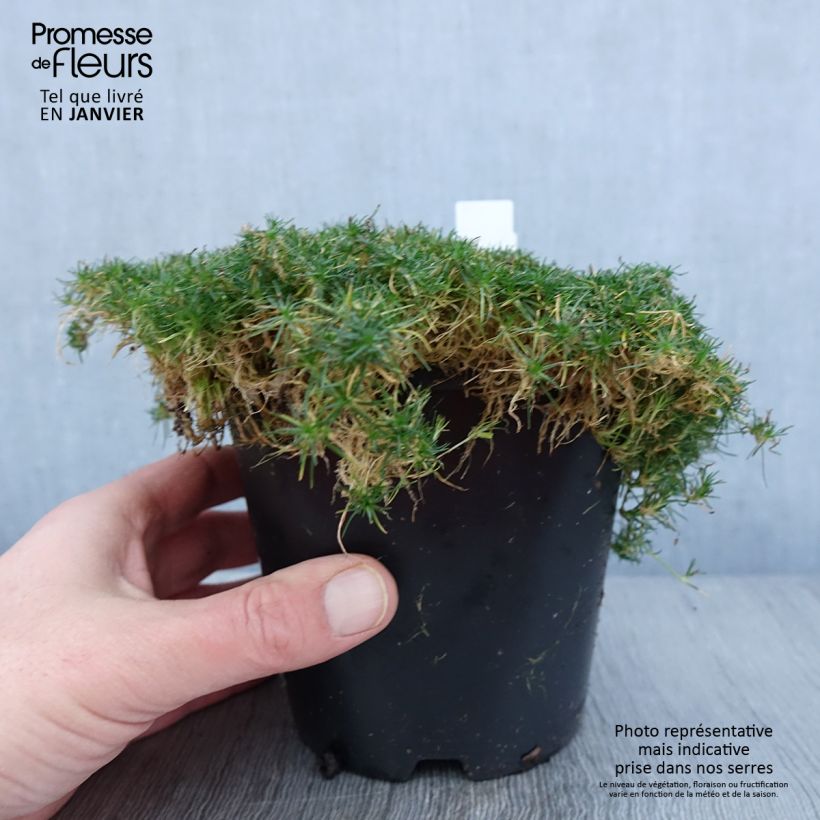 Sagina Green Moss - Muschio irlandese Vaso da 1,5L/2L esemplare consegnato in inverno