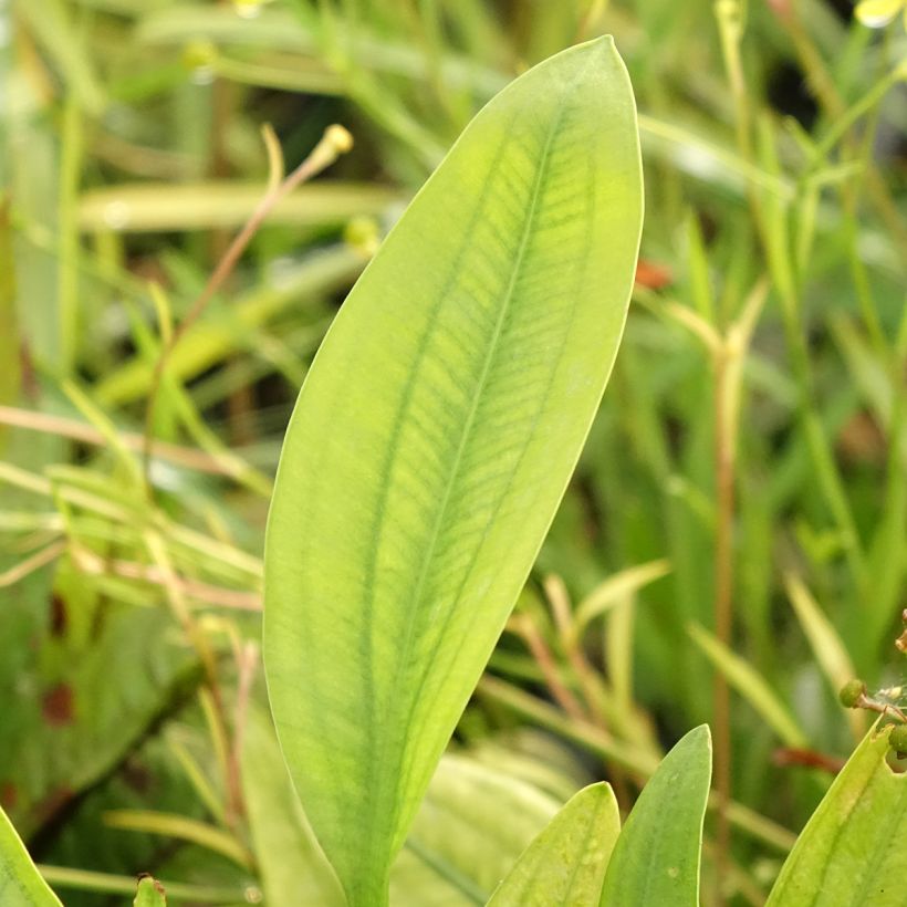 Sagittaria graminea (Fogliame)