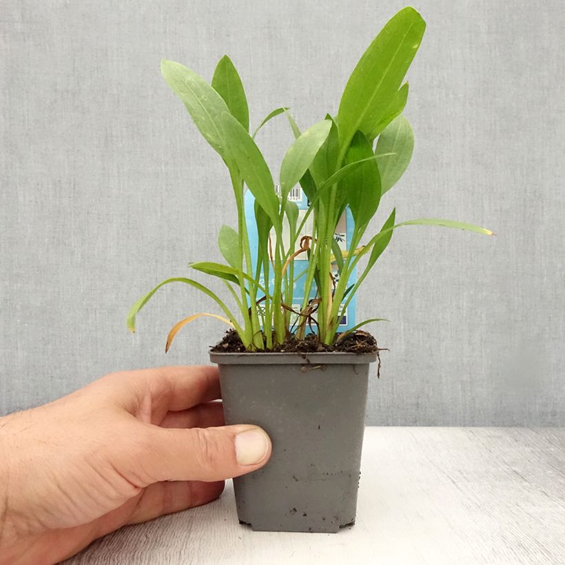 Esemplare di Sagittaria graminea Vasetto da 8/9 cm consegnato in estate