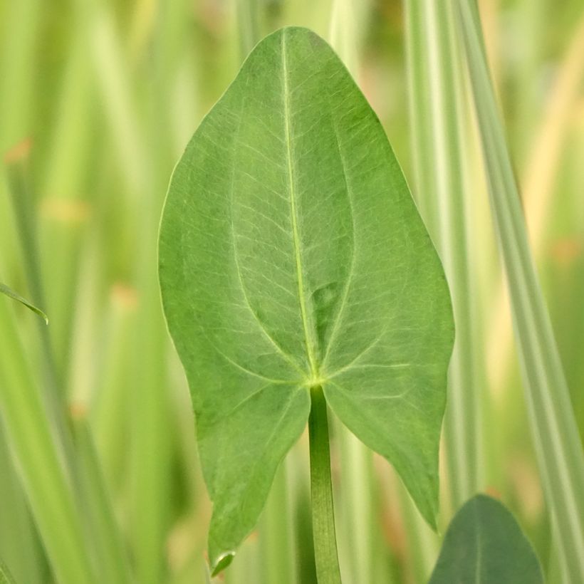 Sagittaria latifolia (Fogliame)