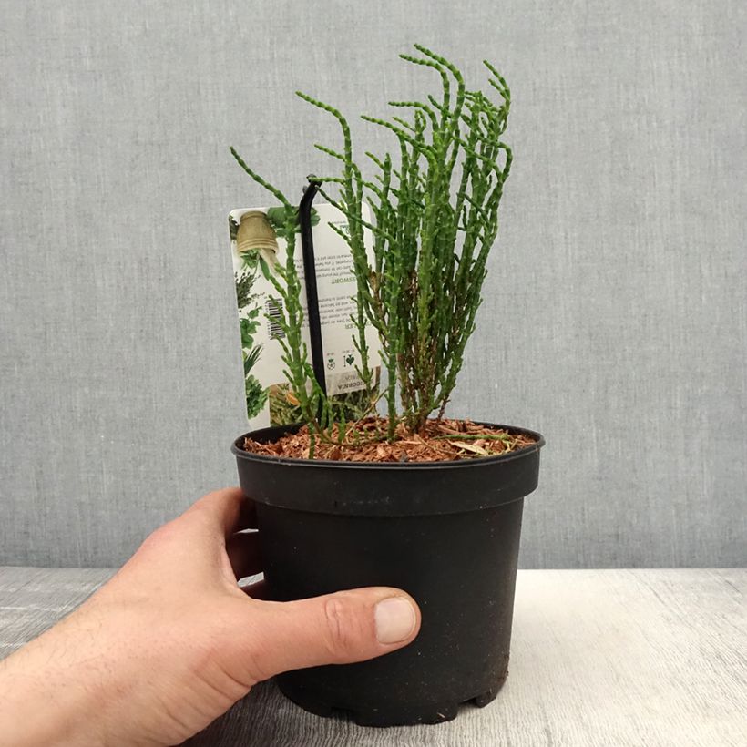 Salicornia europaea - Salicornia Vaso da 2L/3L esemplare consegnato in primavera