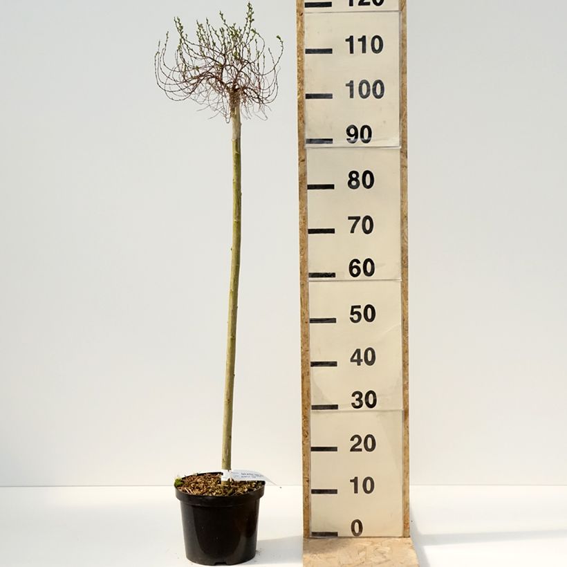 Salix arctica Yalta Vaso da 4L/5LAltezza consegnata circa 80cm esemplare consegnato in primavera