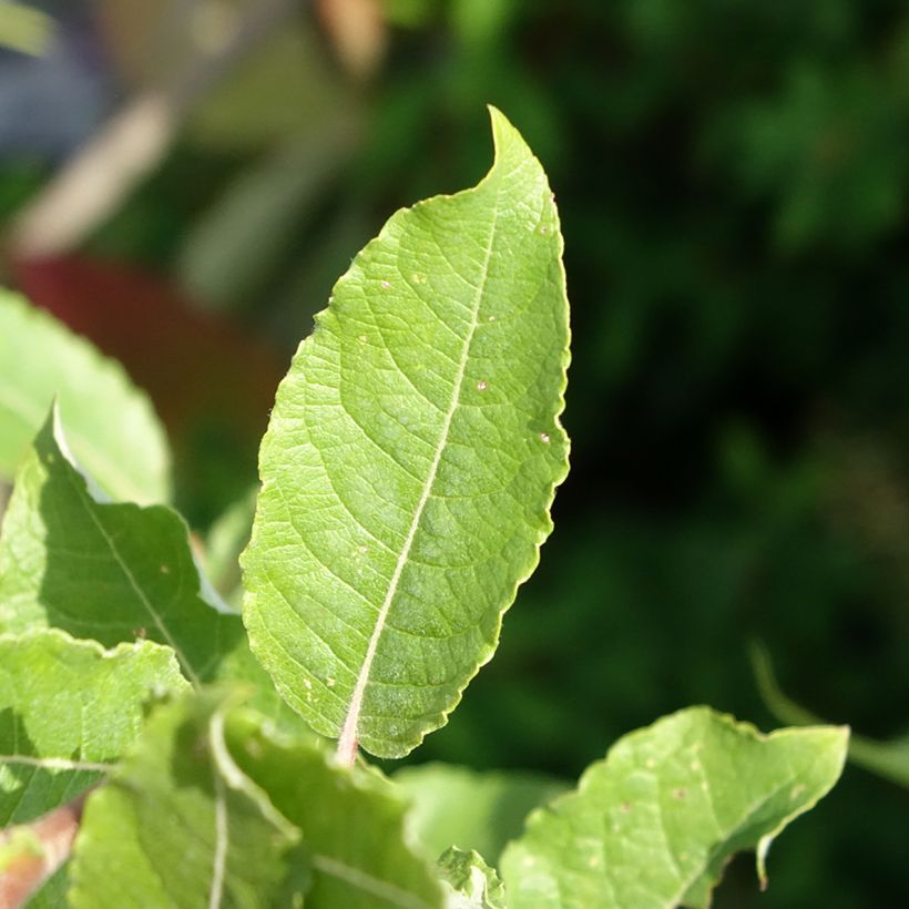 Salix caprea Gold-Bienenkätzchen - Salice delle capre (Fogliame)