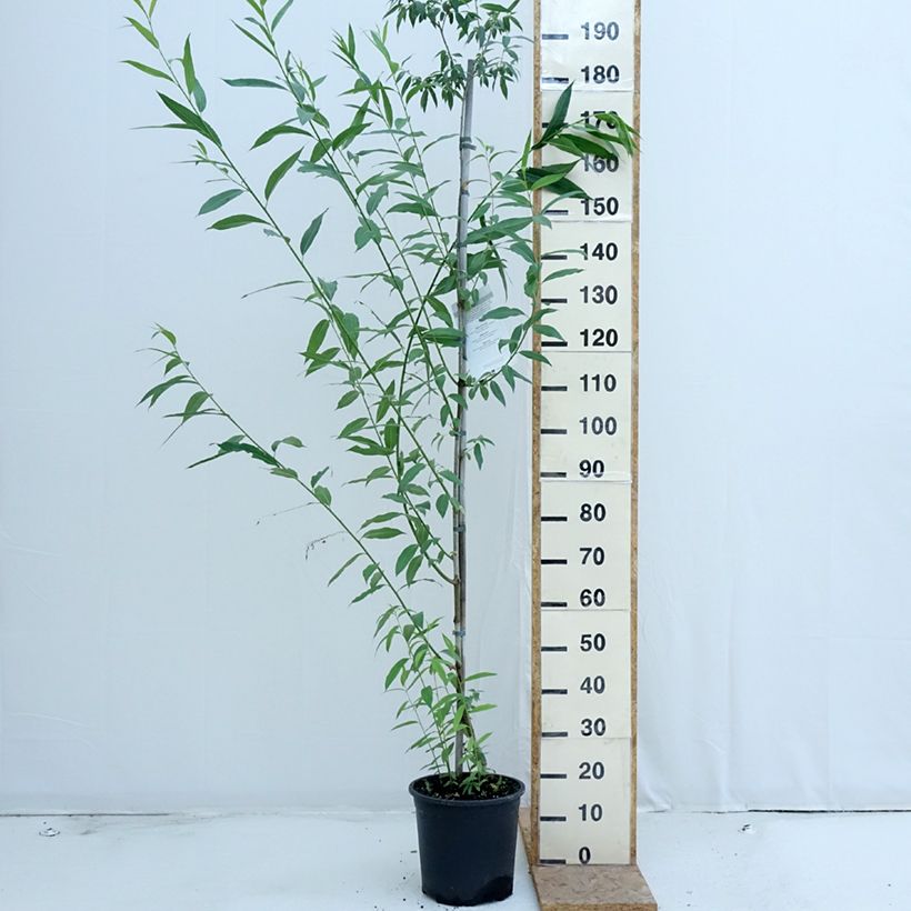 Esemplare di Salix caprea - Salice delle capre Vaso da 7,5L/10L consegnato in estate
