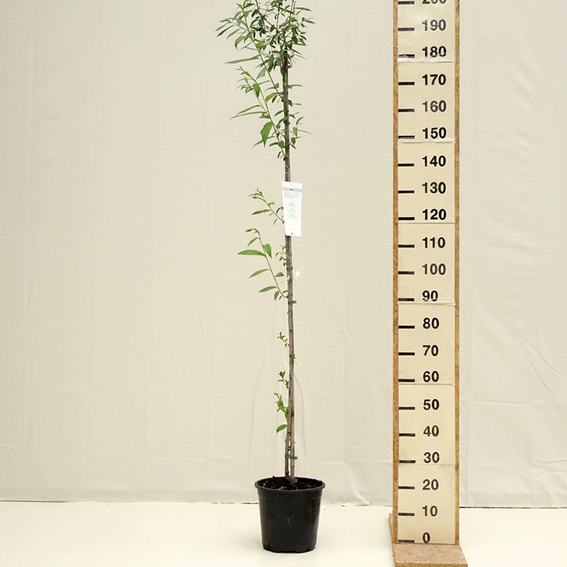 Salix caprea - Salice delle capre Vaso da 7,5L/10L esemplare consegnato in primavera