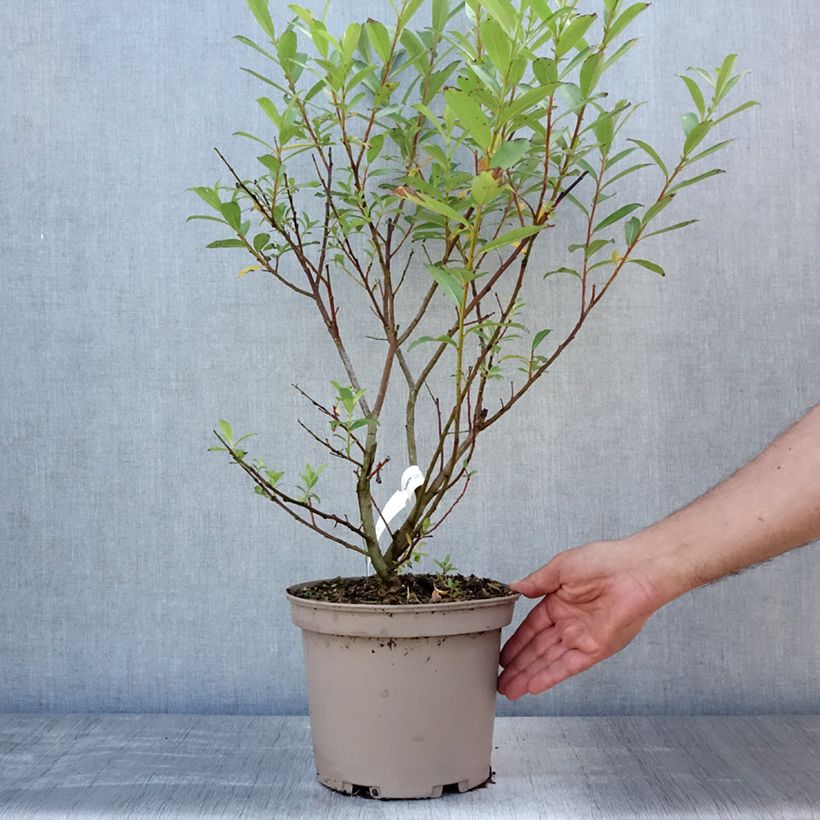 Esemplare di Salix gracilistyla Mount Aso - Salice rosa Vaso da 4L/5L consegnato in estate