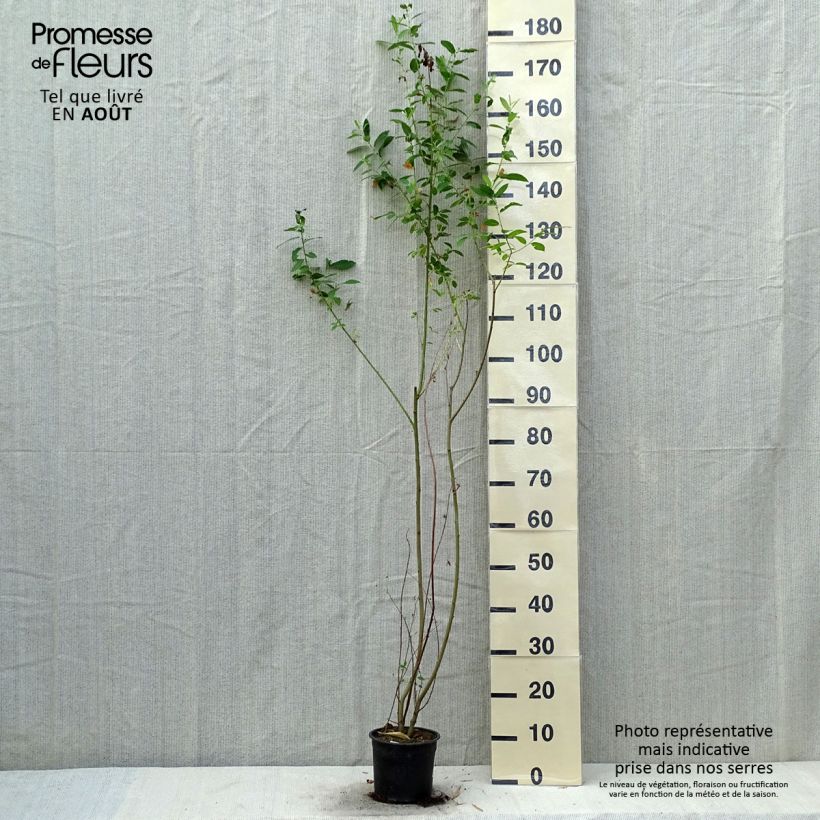 Esemplare di Salix cinerea - Salice cinereo Vaso da 2L/3L consegnato in estate