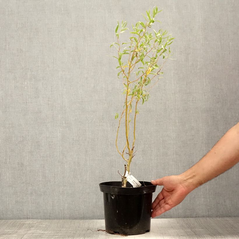 Esemplare di Salix erythroflexuosa Vaso da 3L/4L consegnato in estate