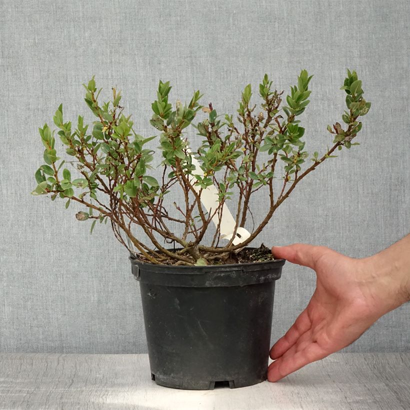 Esemplare di Salix hastata Wehrhahnii - Salice astato Vaso da 2L/3L consegnato in estate