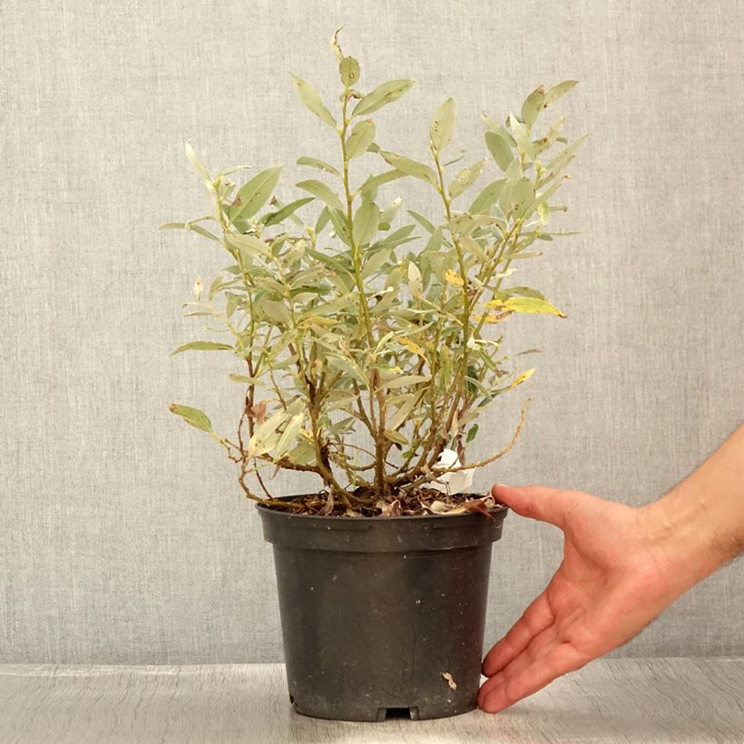 Esemplare di Salix helvetica - Salice elvetico Vaso da 2L/3LAltezza consegnata circa 20/30cm consegnato in estate