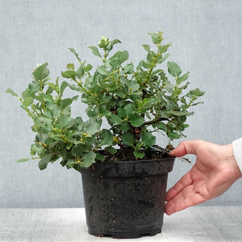 Esemplare di Salix lanata - Salice lanoso Vaso da 2L/3L consegnato in estate