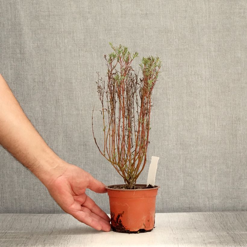 Esemplare di Salix purpurea Nana - Salice rosso nano Vasetto da 8/9 cm consegnato in estate