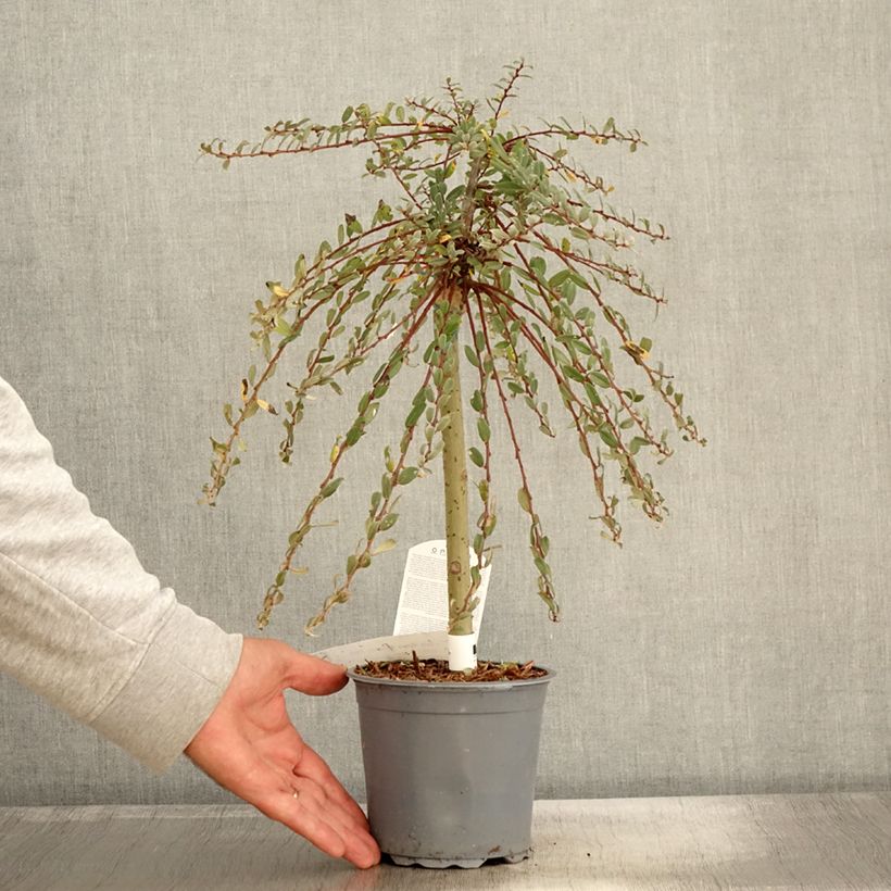 Esemplare di Salix repens Armando - Salice strisciante Vaso da 1,5L/2L come consegnato in autunno