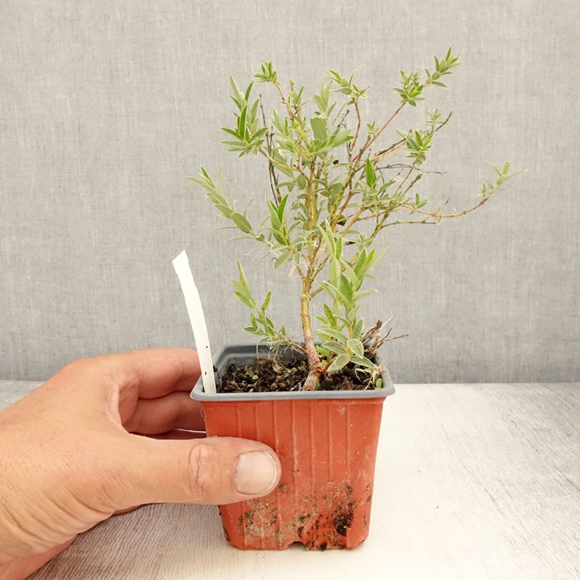 Esemplare di Salix subopposita Vasetto da 8/9 cm consegnato in estate