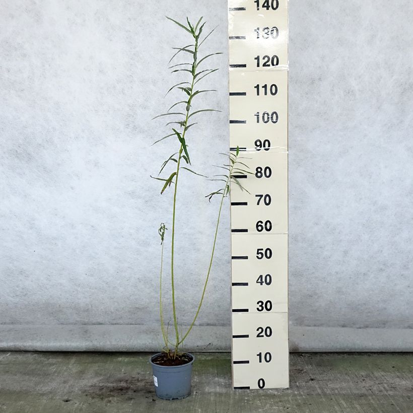 Esemplare di Salix viminalis - Salice viminale Vaso da 1,5L/2L consegnato in estate