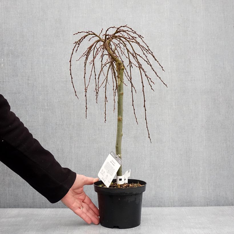 Salix simulatrix Vaso da 2L/3L esemplare consegnato in inverno