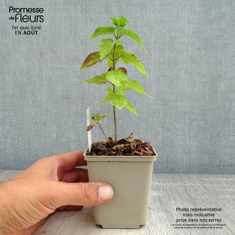 Esemplare di Salvia guaranitica Amante Vasetto da 8/9 cm consegnato in estate