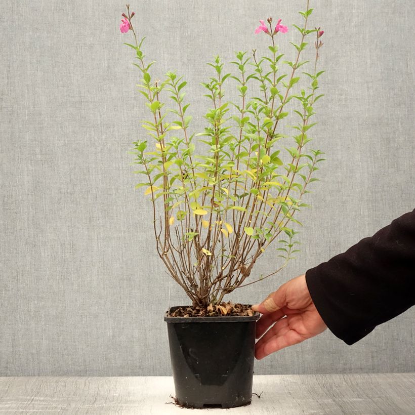Esemplare di Salvia Delice Feline - Salvia arbustiva Vaso da 2L/3L consegnato in estate