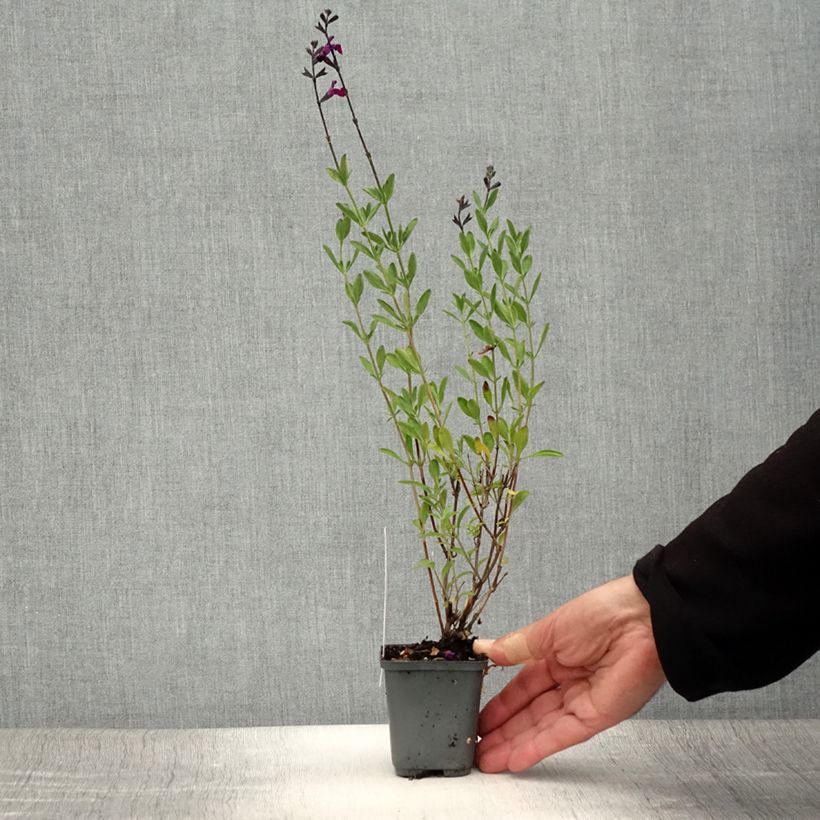 Esemplare di Salvia jamensis Violette de Loire - Salvia arbustiva Vasetto da 8/9 cm consegnato in estate