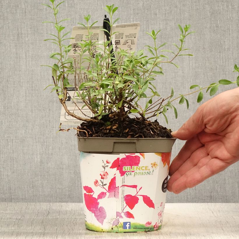 Esemplare di Salvia jamensis Violette de Loire - Salvia arbustiva Vaso da 2L/3L consegnato in estate