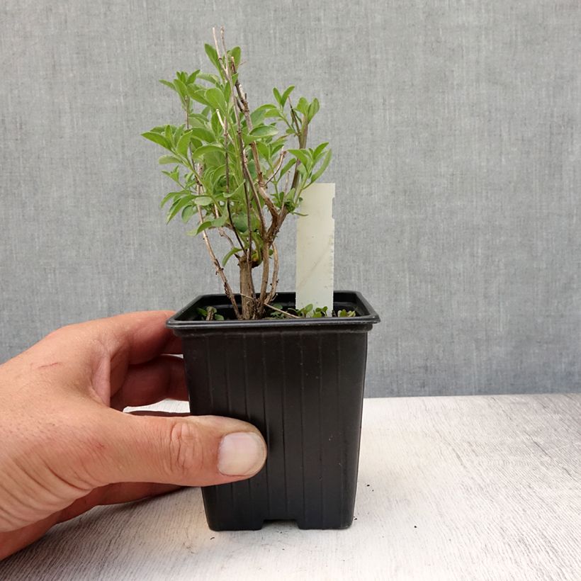Esemplare di Salvia microphylla Delice Aquamarine - Salvia arbustiva Vasetto da 8/9 cm consegnato in estate