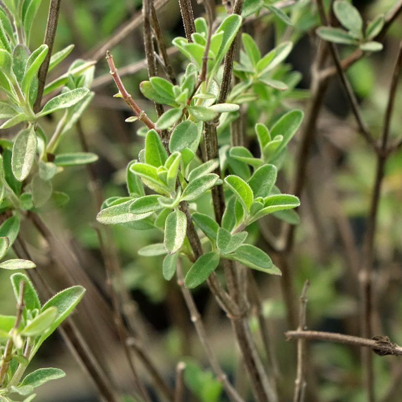 Salvia Delice Fiona - Salvia arbustiva (Fogliame)
