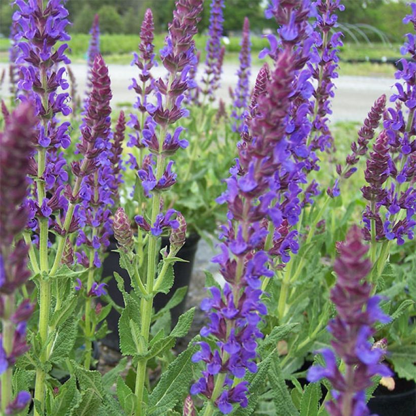 Salvia nemorosa Lubecca (Fioritura)