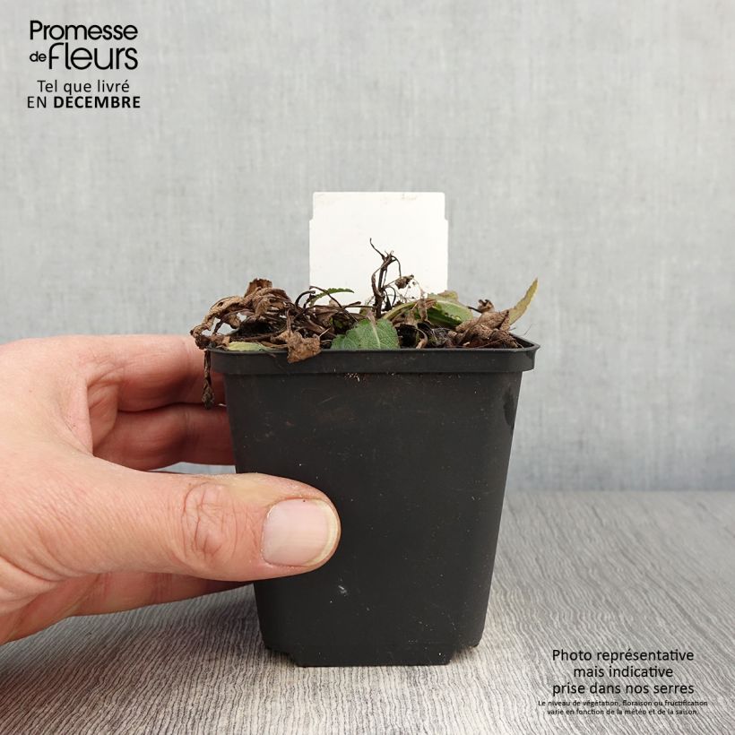 Esemplare di Salvia nemorosa Blue Bouquetta Vasetto da 8/9 cm come consegnato in autunno