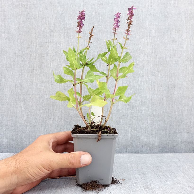 Esemplare di Salvia nemorosa Blue Marvel Vasetto da 8/9 cm consegnato in estate