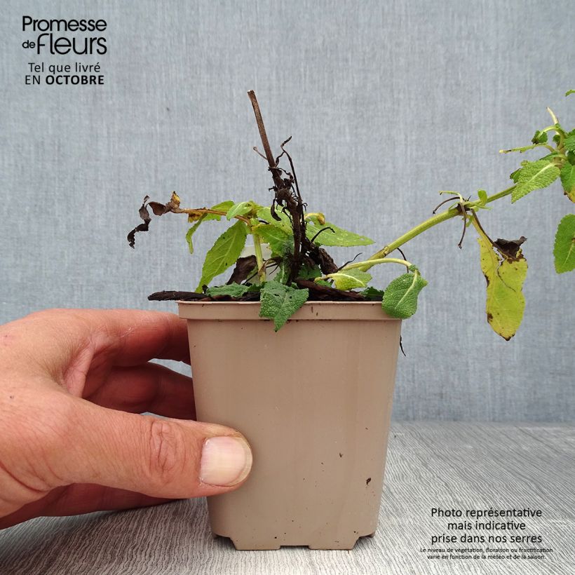 Esemplare di Salvia nemorosa Bumblesky Vasetto da 8/9 cm come consegnato in autunno
