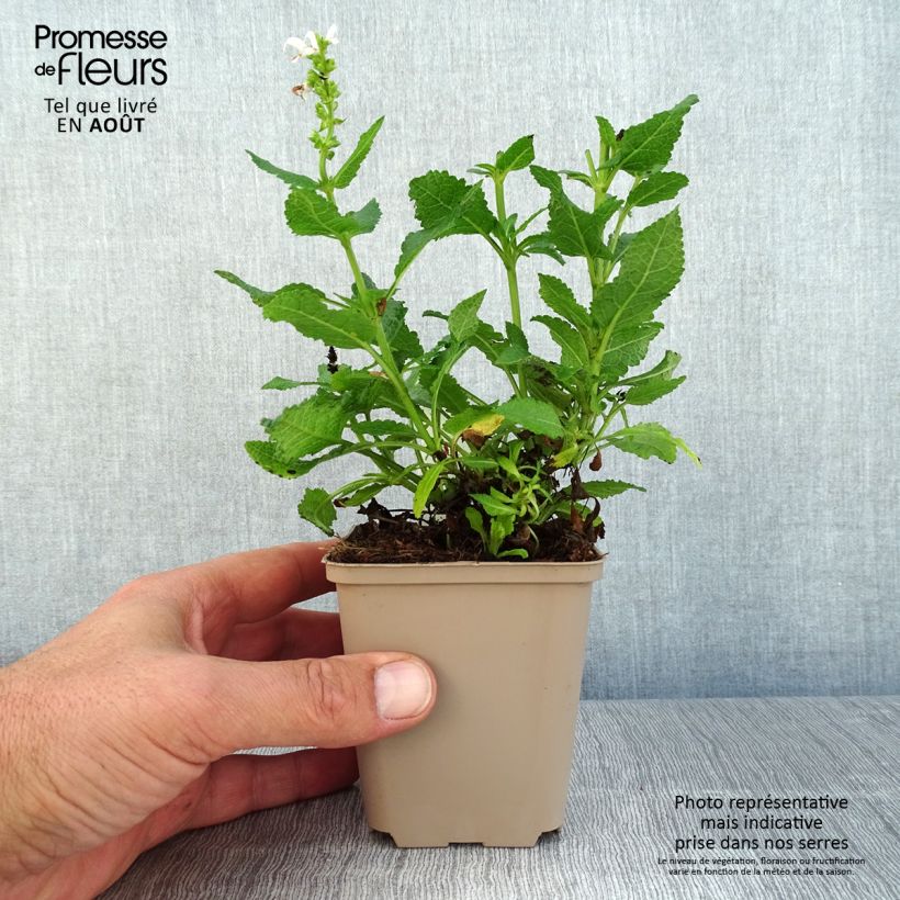 Esemplare di Salvia nemorosa Bumblesnow Vasetto da 8/9 cm consegnato in estate