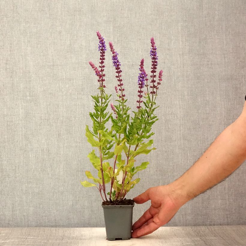 Esemplare di Salvia nemorosa Caradonna Compact Vasetto da 8/9 cm consegnato in estate