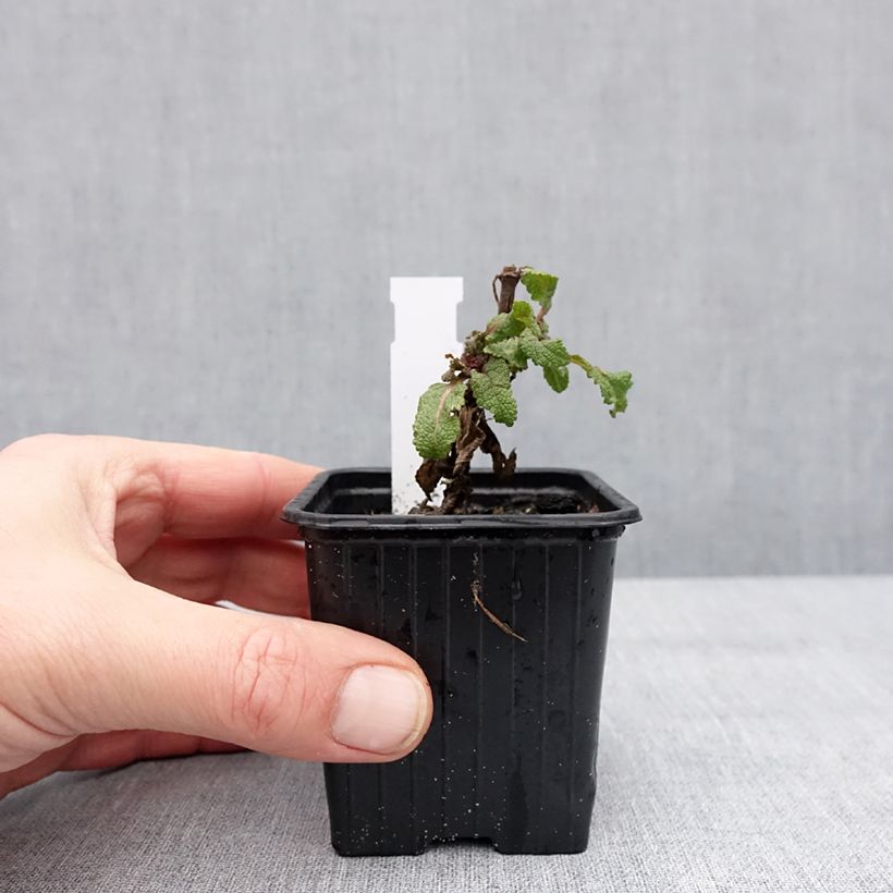 Salvia sylvestris Katsjing Vasetto da 8/9 cm esemplare consegnato in inverno