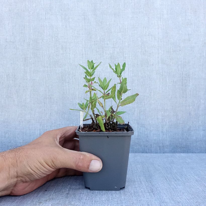 Esemplare di Salvia nemorosa Lubecca Vasetto da 8/9 cm consegnato in estate