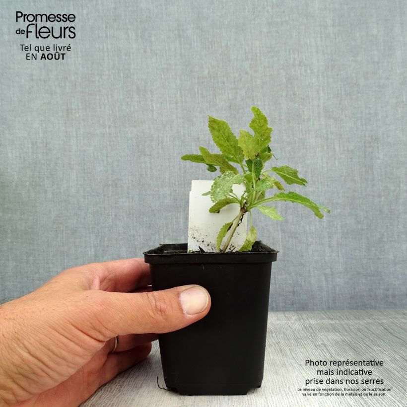 Esemplare di Salvia nemorosa Marcus Vasetto da 8/9 cm consegnato in estate