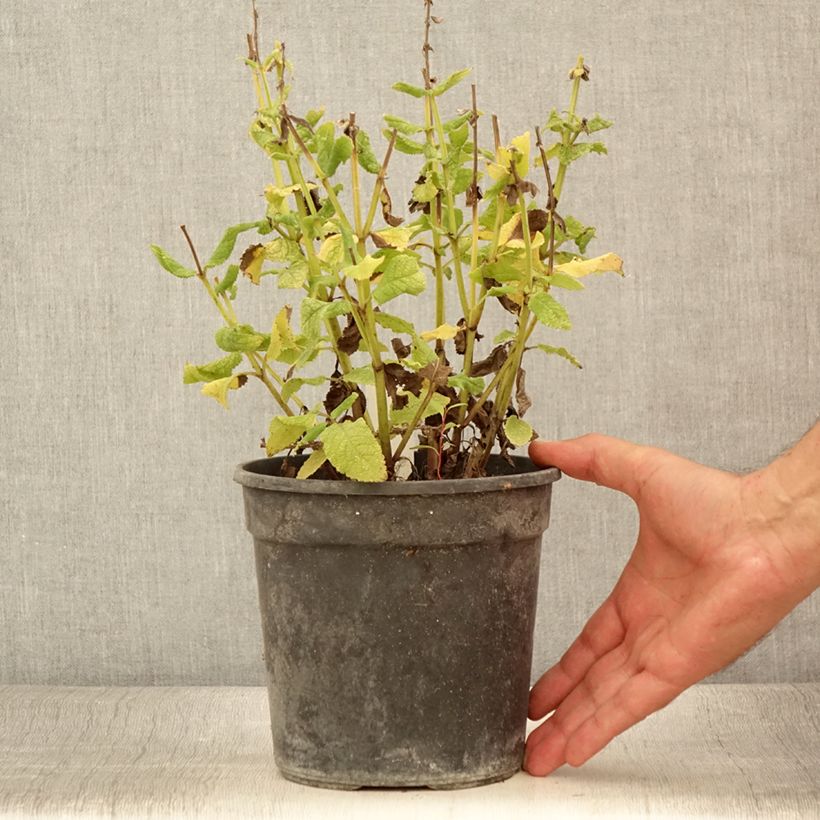 Esemplare di Salvia nemorosa Marcus Vaso da 2L/3L consegnato in estate
