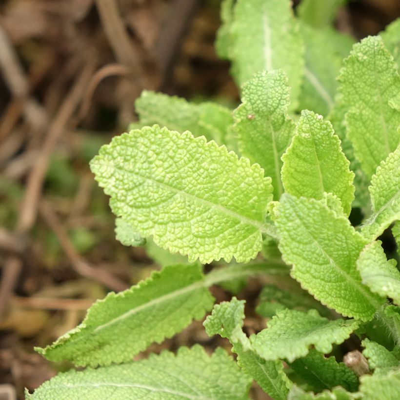 Salvia nemorosa Midnight Rose (Fogliame)