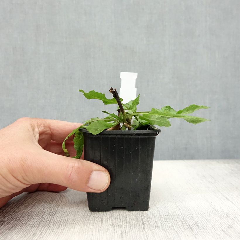 Esemplare di Salvia nemorosa Rose Queen Vasetto da 8/9 cm come consegnato in autunno