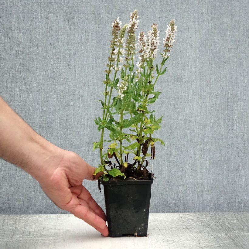 Esemplare di Salvia nemorosa Salute White Vasetto da 8/9 cm consegnato in estate