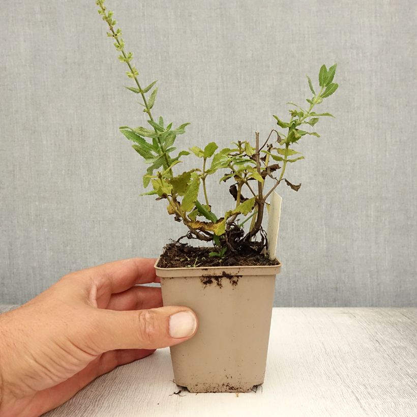 Esemplare di Salvia nemorosa Schneehügel Vasetto da 8/9 cm consegnato in estate