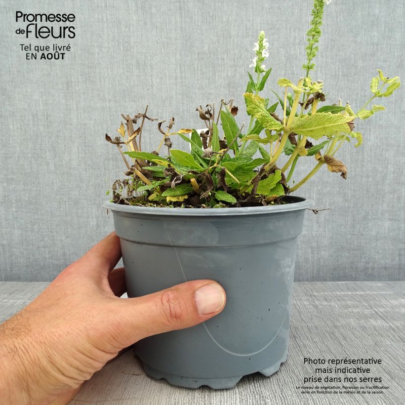 Esemplare di Salvia nemorosa Schneehügel Vaso da 2L/3L consegnato in estate
