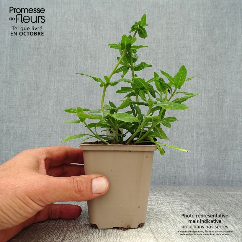 Esemplare di Salvia nemorosa Sensation Rose Vasetto da 8/9 cm come consegnato in autunno