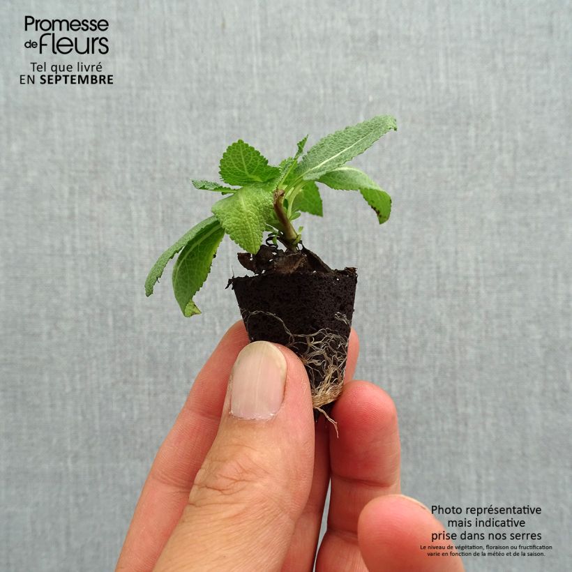Esemplare di Salvia nemorosa Sensation Rose mini zolla... come consegnato in autunno