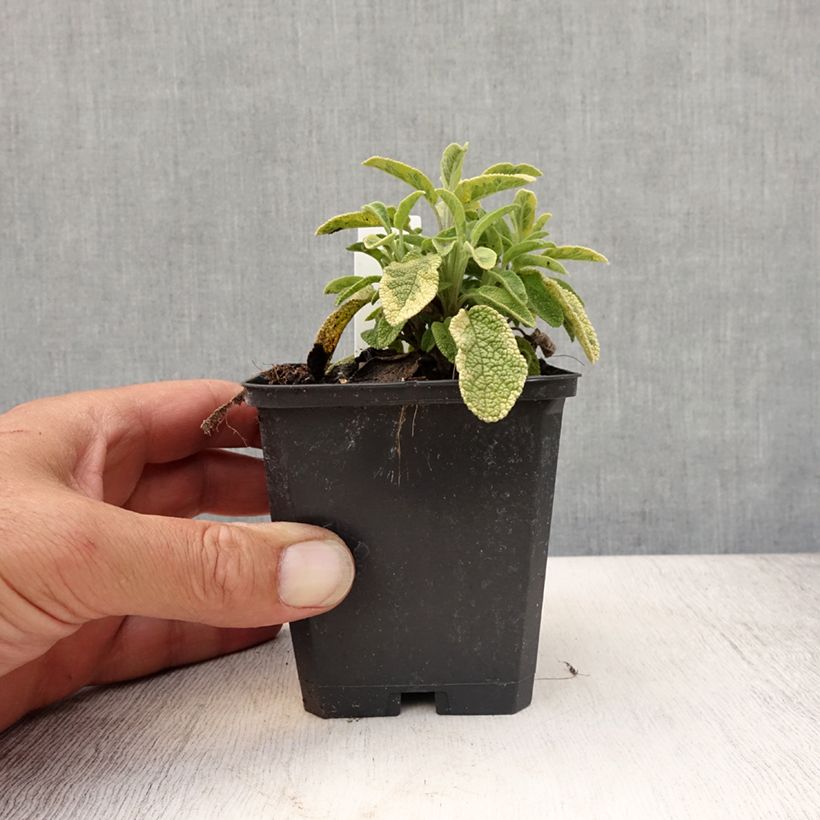 Esemplare di Salvia officinalis Icterina - Salvia comune Vasetto da 8/9 cm consegnato in estate