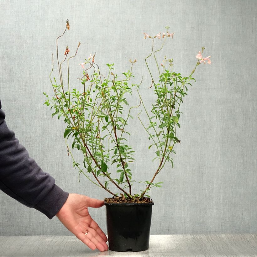 Esemplare di Salvia Papajan - Salvia arbustiva Vaso da 2L/3L consegnato in estate